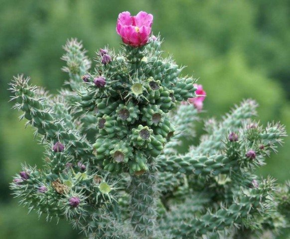 Cylindropuntia_imbricata_v_arborescens